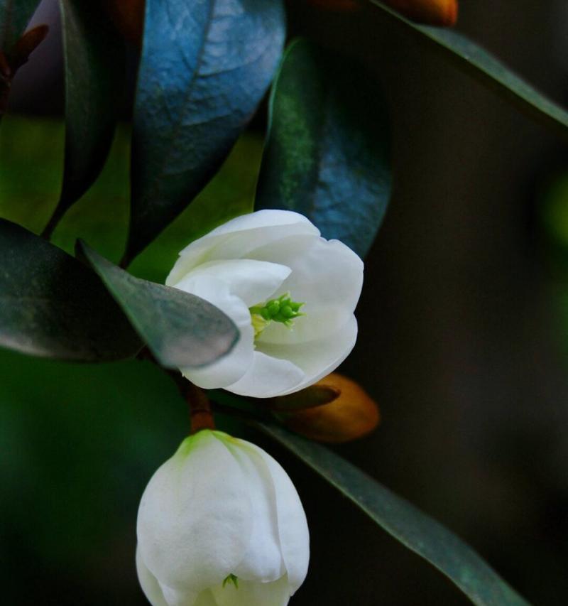 含笑花植物的特点是什么？