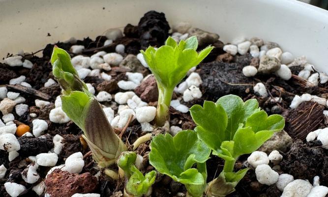花毛茛的正确种植方法是什么？