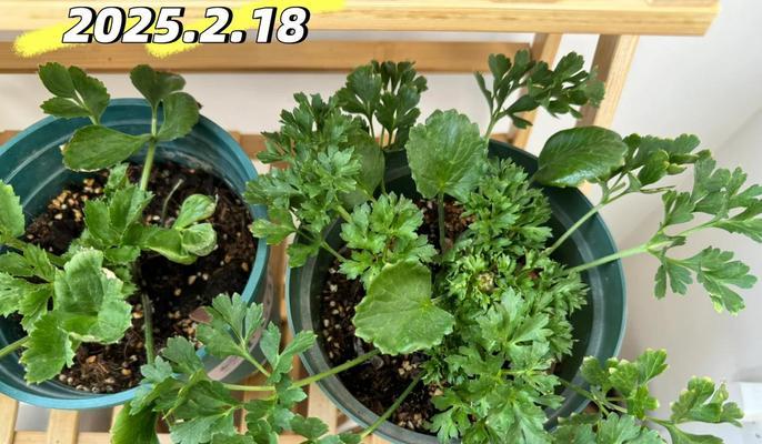 花毛茛的正确种植方法是什么？