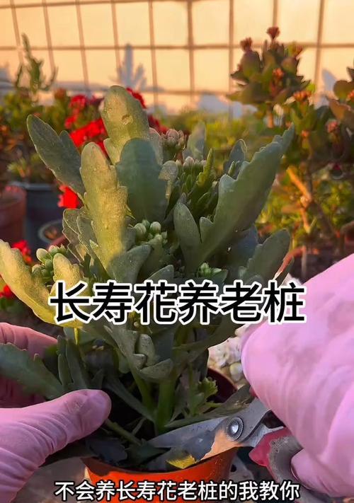 长寿花开花后如何“变身”成霸气老桩？