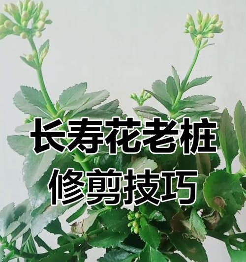 长寿花开花后如何“变身”成霸气老桩？