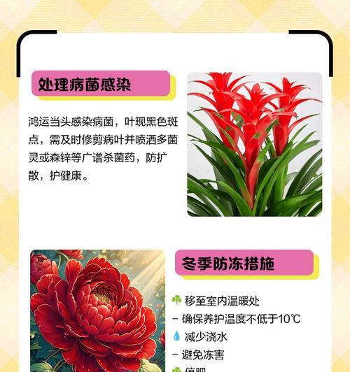 鸿运当头的浇水养护方法是什么？