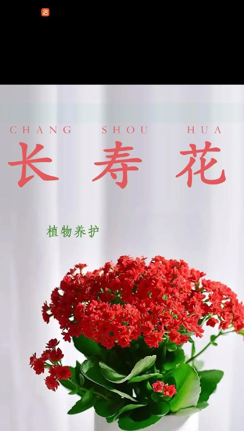 长寿花的养殖需要注意哪些问题？