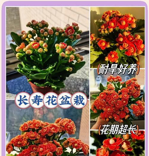 长寿花的养殖需要注意哪些问题？