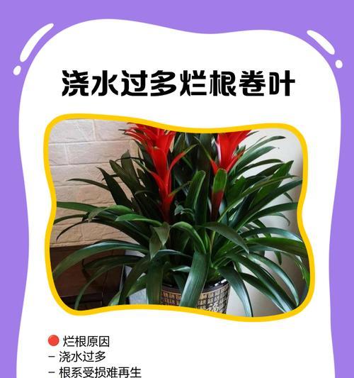 鸿运当头的修剪和分株养护技巧是什么？