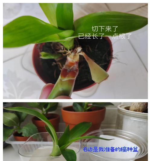 鸿运当头的修剪和分株养护技巧是什么？