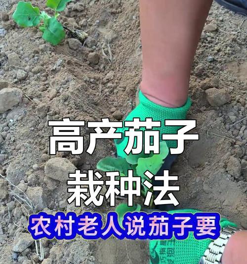 茄子种植技术和管理方法有哪些常见问题？