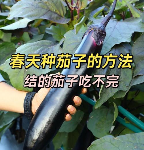茄子种植技术和管理方法有哪些常见问题？