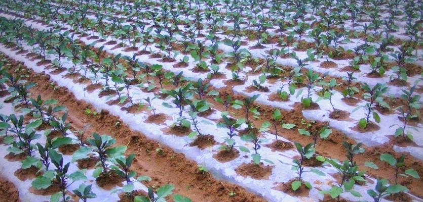 茄子种植技术和管理方法有哪些常见问题？