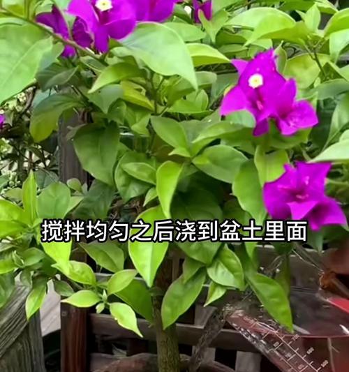 从不开花到盛放的技巧