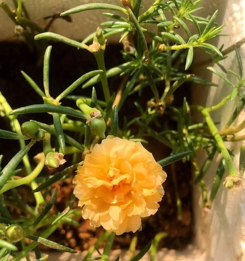 太阳花盆花有哪些常见问题？