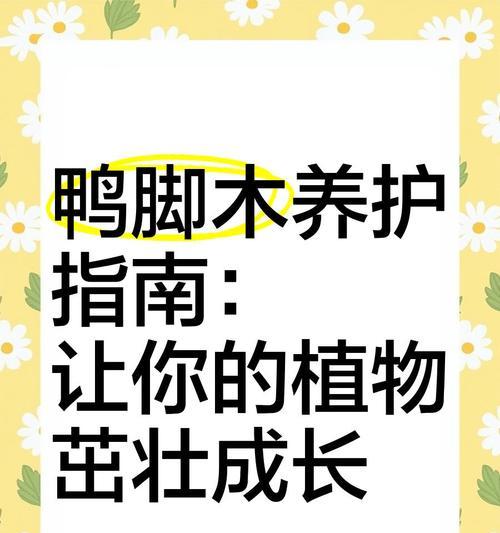鸭脚木养护指南有哪些常见问题？