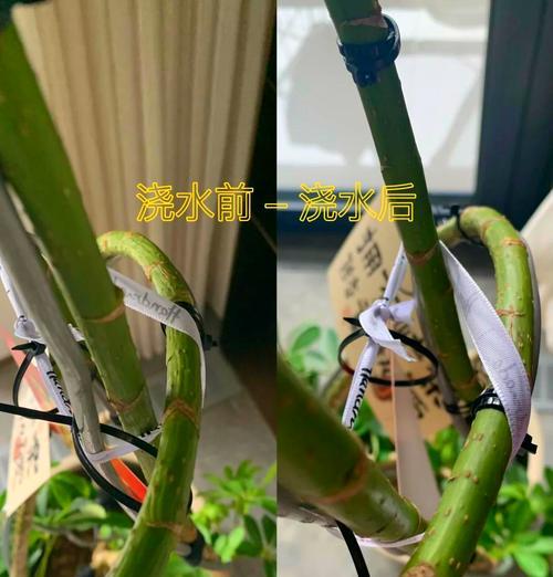 鸭脚木养护指南有哪些常见问题？