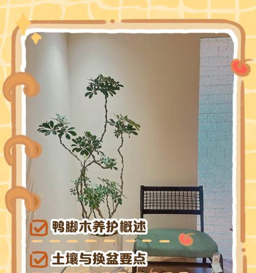 鸭脚木养护指南有哪些常见问题？