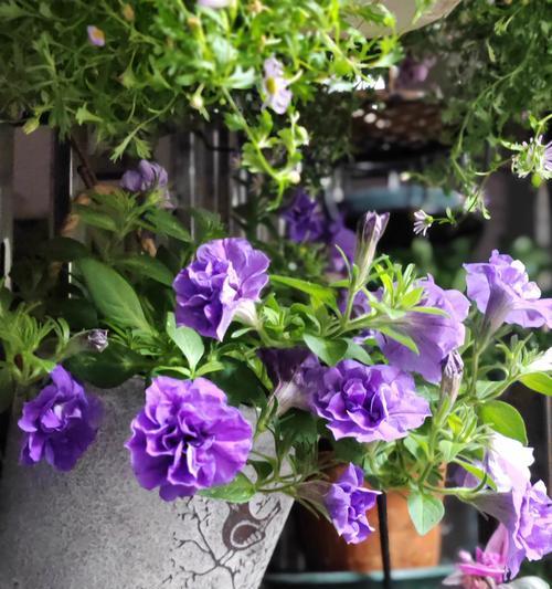 牵牛花盆栽品种推荐有哪些常见问题？