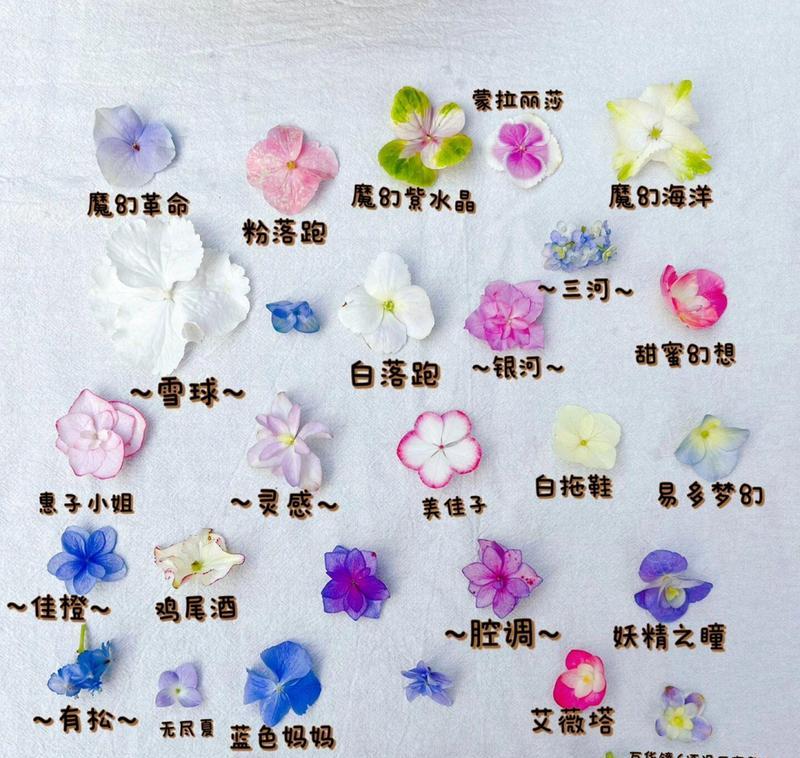 顶级绣球品种盘点有哪些常见问题？