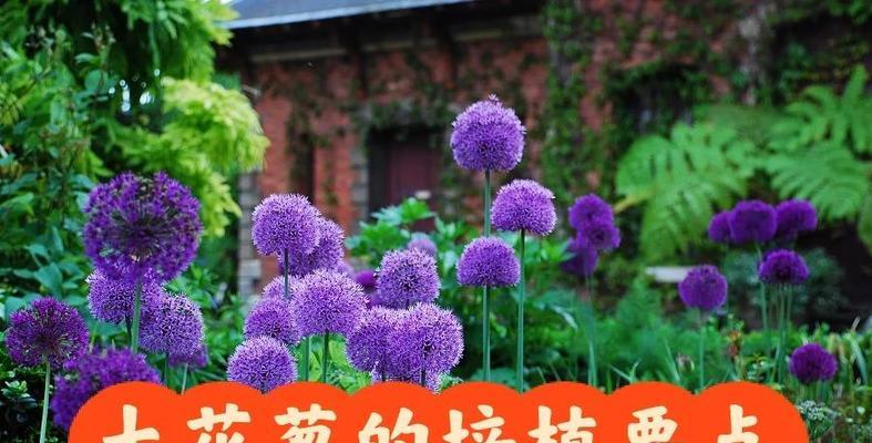 从播种到开花的详细指南