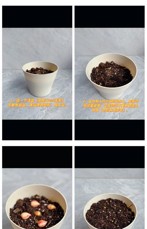 从播种到开花的详细指南