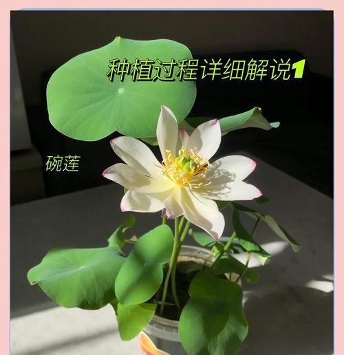 从播种到开花的详细指南