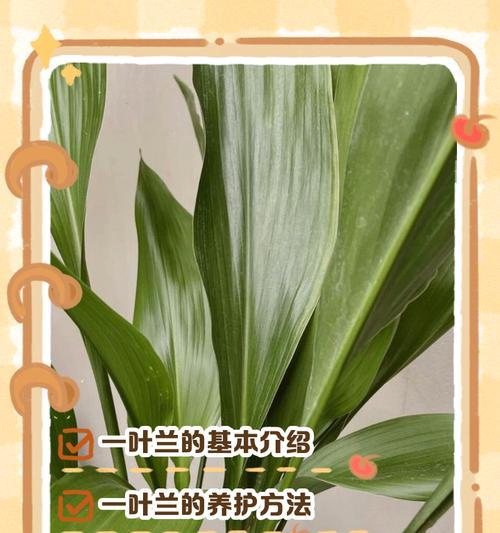 一叶兰会开花吗？开的花是什么样的？