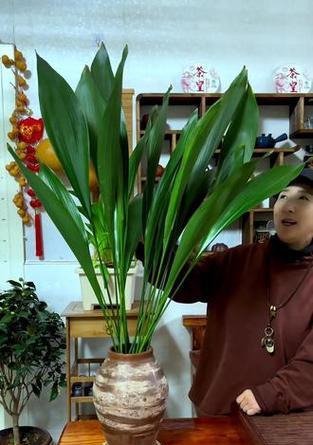 一叶兰土培秘诀是什么？你掌握了吗？