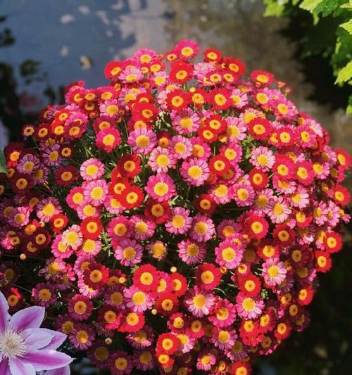 花卉雏菊的种植方法是什么？