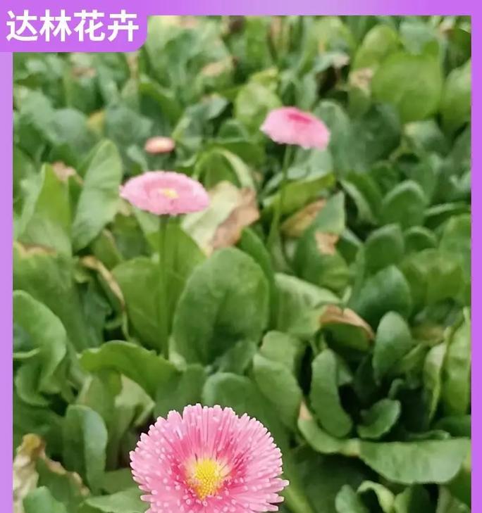 花卉雏菊的种植方法是什么？