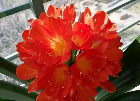君子兰年年开花吗？这事儿得怎么看待？