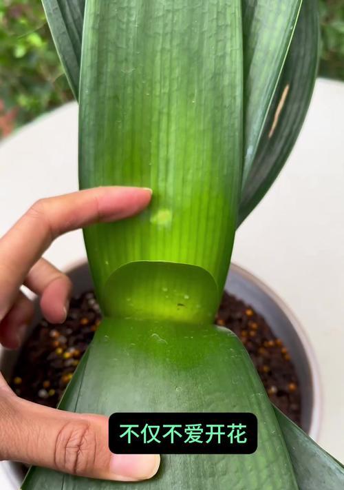 君子兰年年开花吗？这事儿得怎么看待？