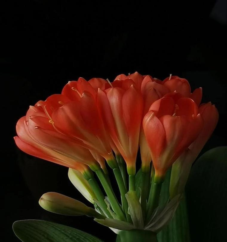 君子兰年年开花吗？这事儿得怎么看待？