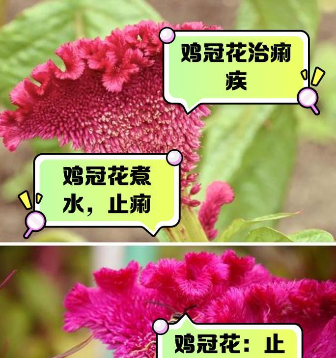 鸡冠花的花期是什么时候？有哪些特点？