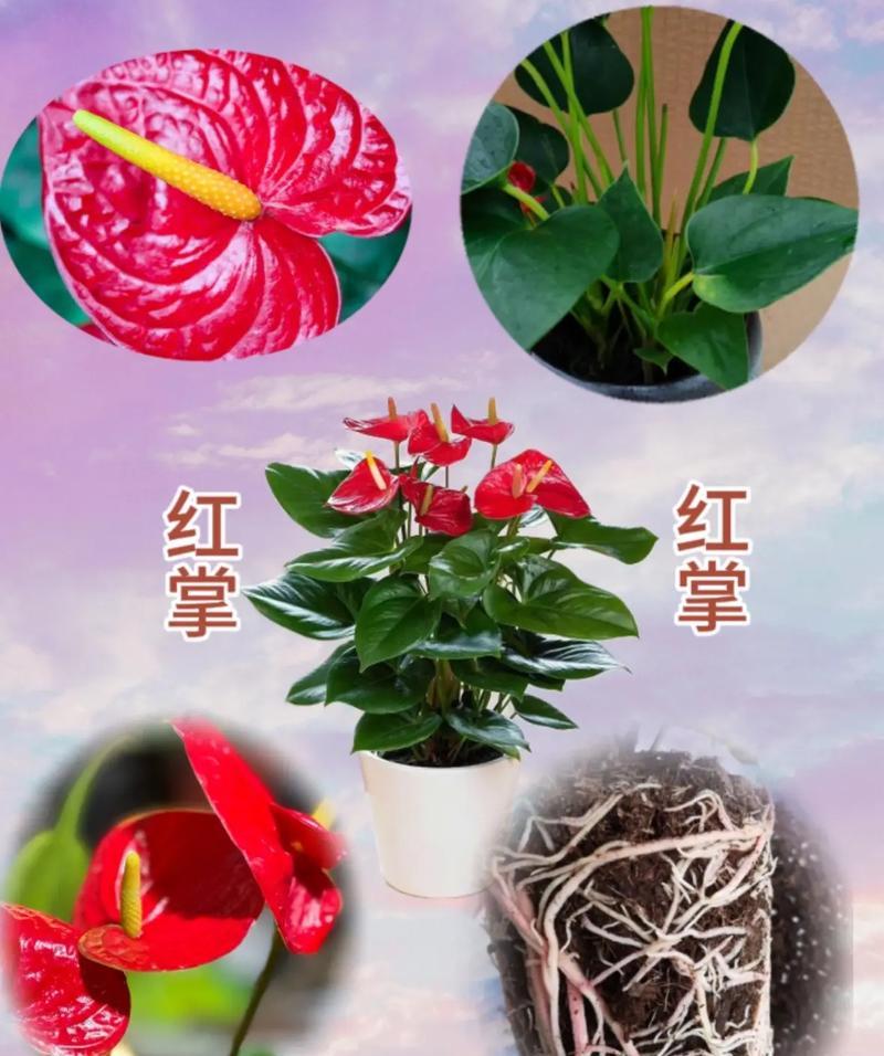 鸿运当头花叶子卷了怎么办？