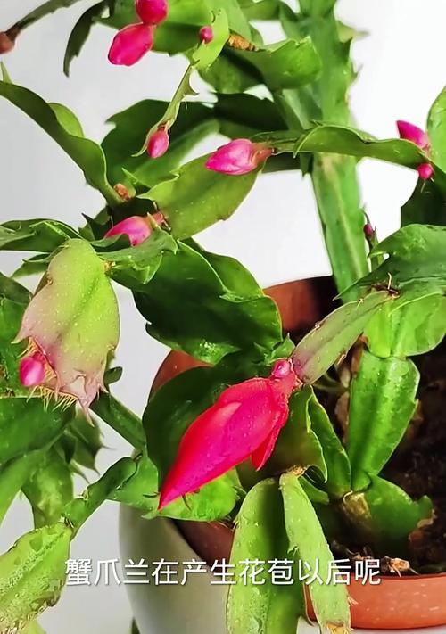 蟹爪兰开花需要注意什么？