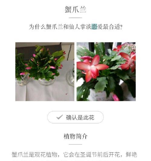 蟹爪兰开花需要注意什么？