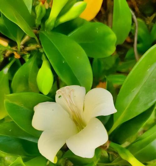 非洲茉莉的多重作用是什么？养殖技巧有哪些？