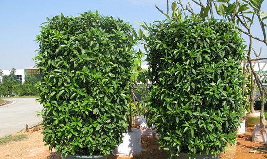 非洲茉莉的多重作用是什么？养殖技巧有哪些？