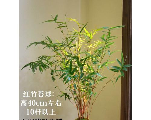 我国苔藓植物研究现状如何？