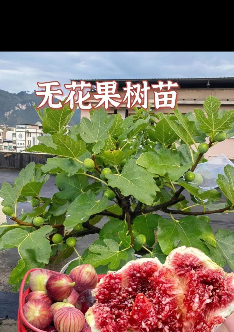 家中如何种植无花果？
