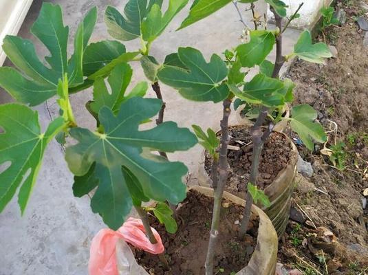 家中如何种植无花果？