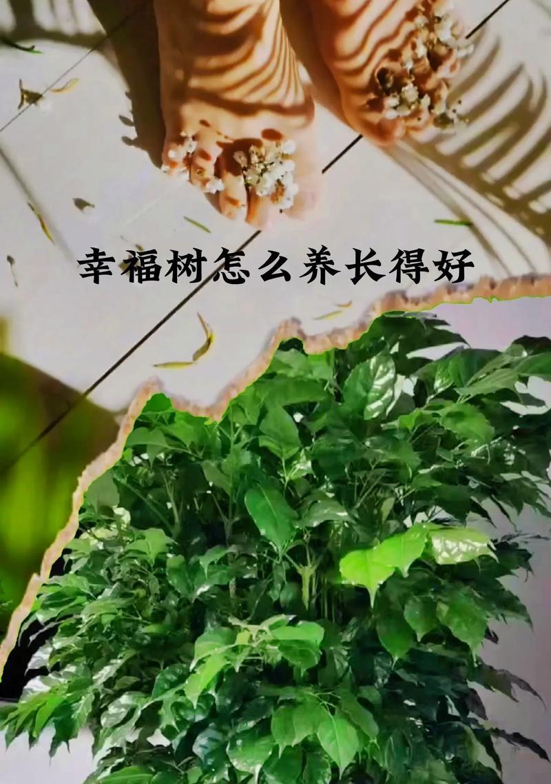如何养幸福树？掌握5个技巧！