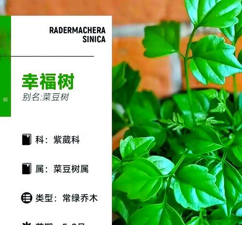 如何养幸福树？掌握5个技巧！