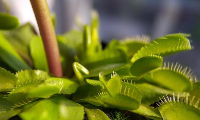 植物捕蝇草的捕虫原理是什么？