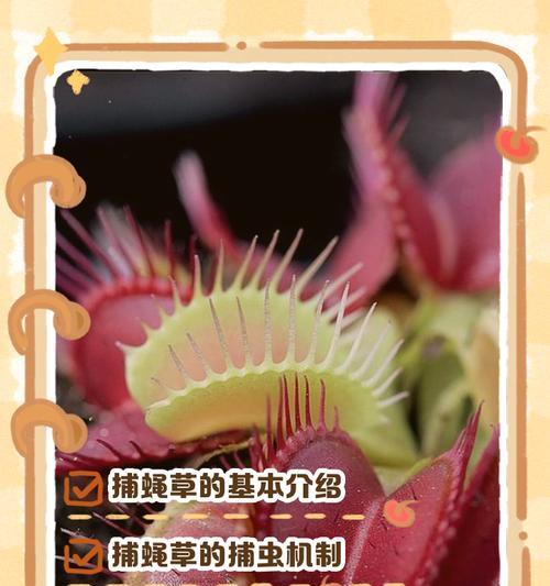 植物捕蝇草的捕虫原理是什么？