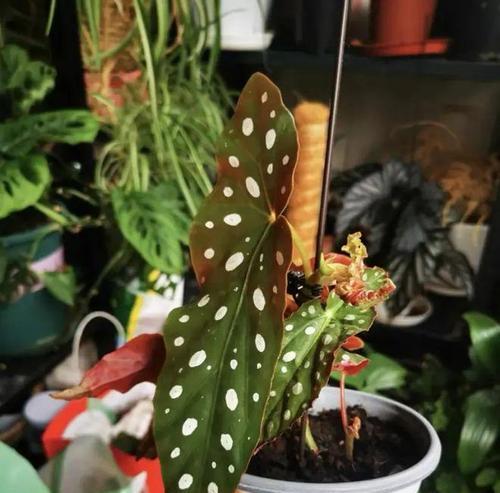 哪些观叶植物赏心悦目？