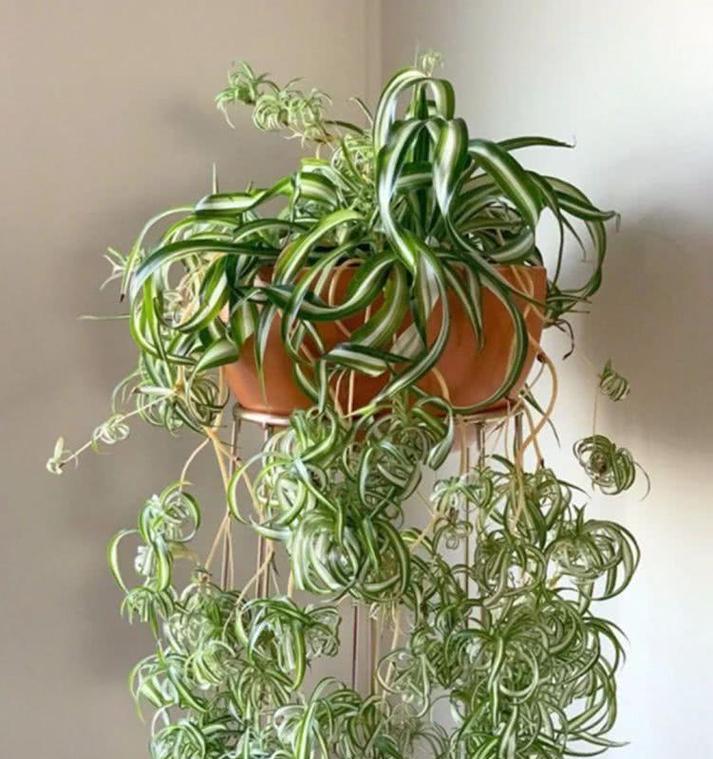 哪些观叶植物赏心悦目？
