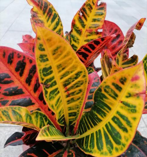 哪些观叶植物赏心悦目？
