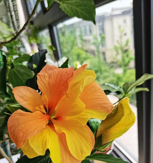扶桑花如何养护？指南是什么？