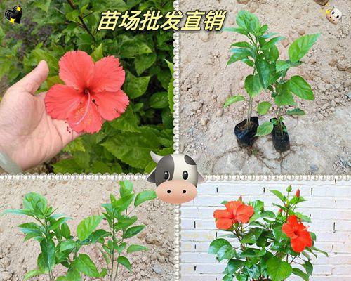 扶桑花如何养护？指南是什么？