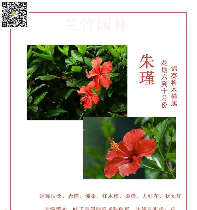 扶桑花如何养护？指南是什么？