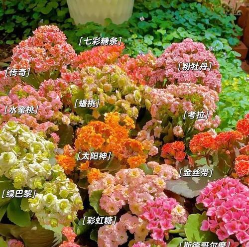 哪些花“人养花,花旺人”？
